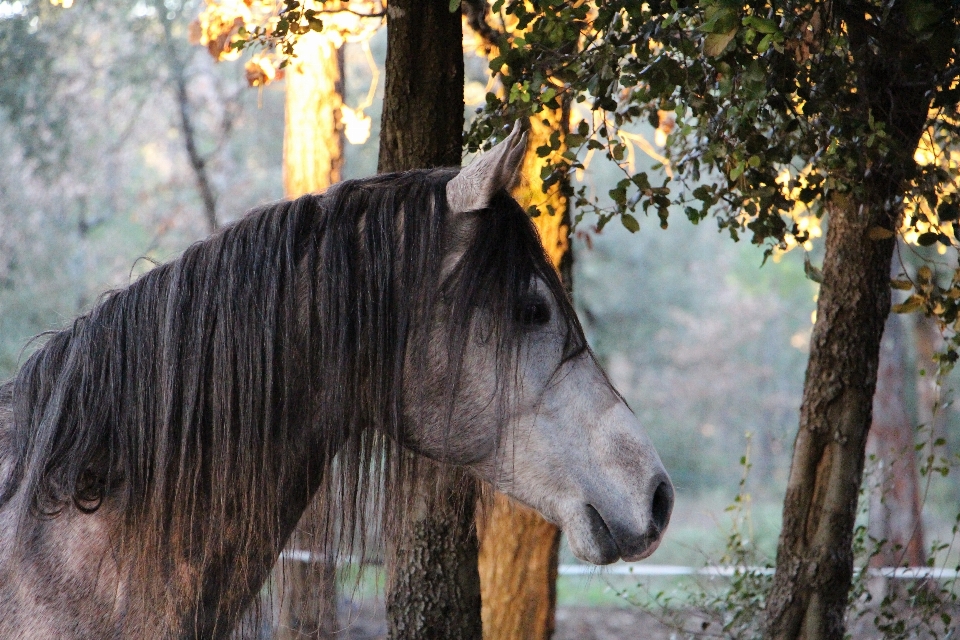 Foresta animali selvatici cavallo mammifero