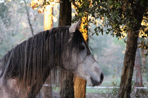 Foto Floresta animais selvagens cavalo mamífero