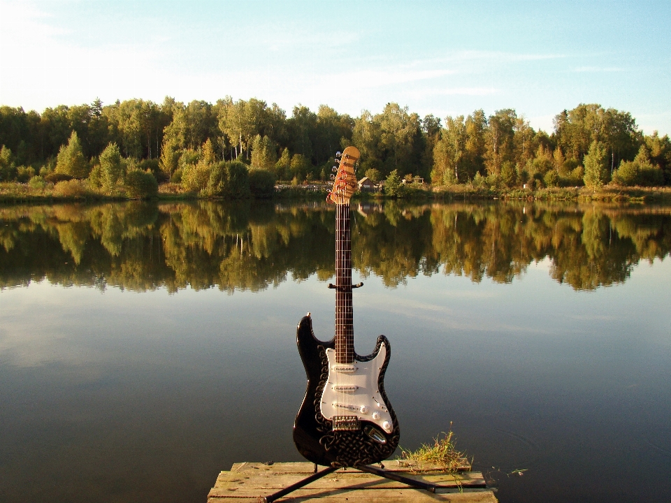 Pohon hutan gurun
 musik