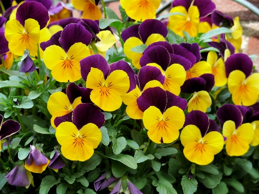 植物 花 紫 花弁 写真