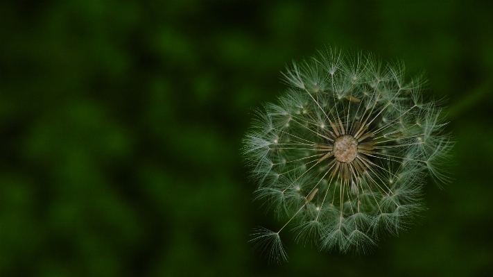 Nature grass branch plant Photo