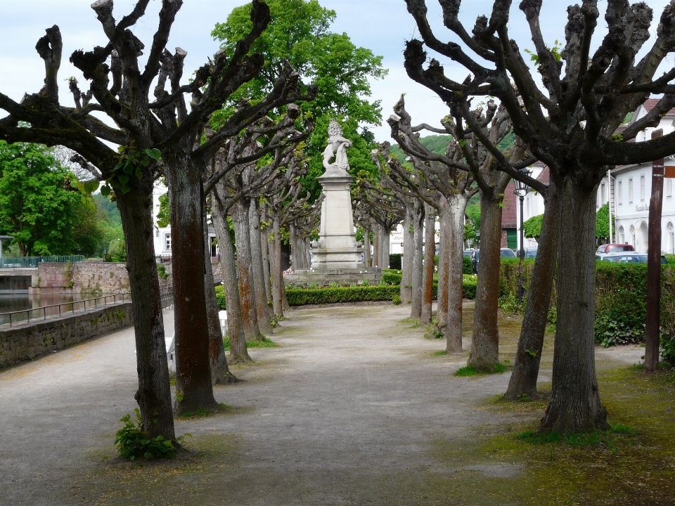 Baum anlage blume park