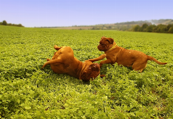 çimen çayır
 köpek yavrusu Fotoğraf