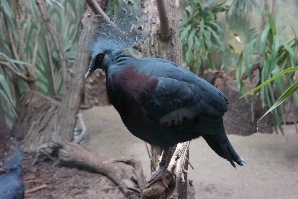 Foto Alam burung pena margasatwa