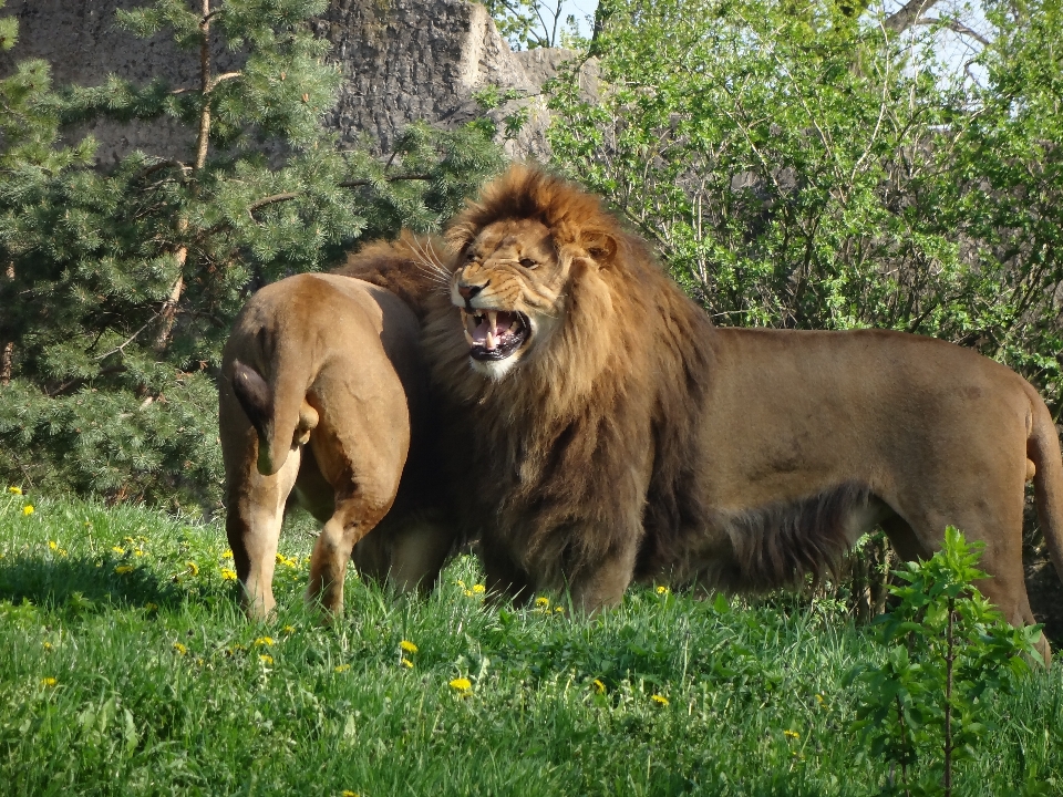 Natura animale animali selvatici zoo