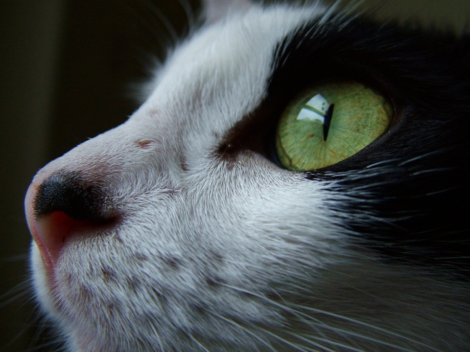 Preto e branco
 branco bicho de estimação gatinho