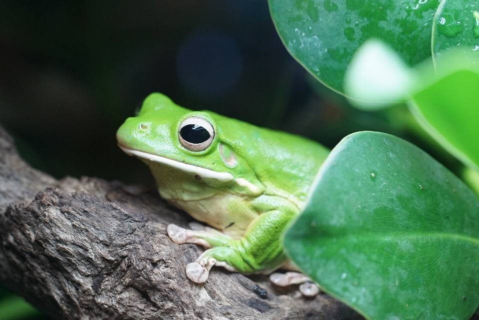 Verde sapo anfíbio fauna