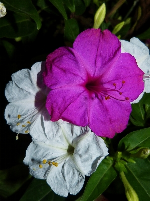 植物 花 花瓣 对比 照片