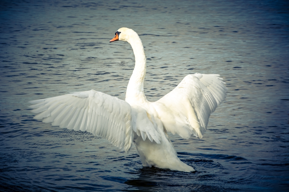 Nature oiseau aile blanc