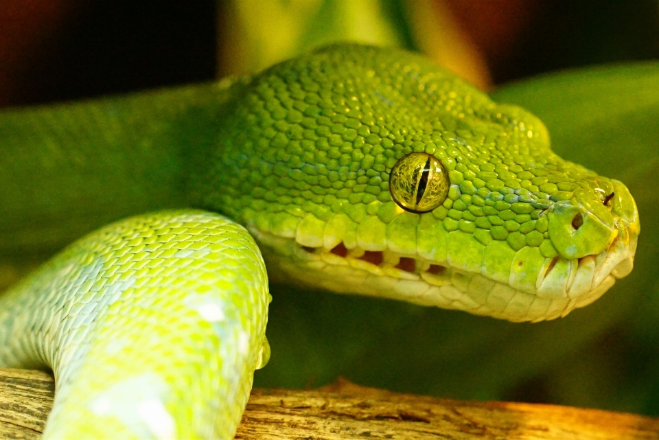 Yaban hayatı yeşil sürüngen fauna