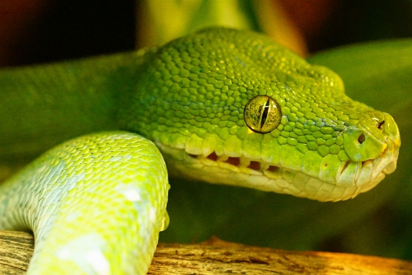 Foto Margasatwa hijau reptil fauna