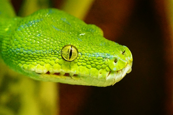 Foto Margasatwa hijau reptil fauna