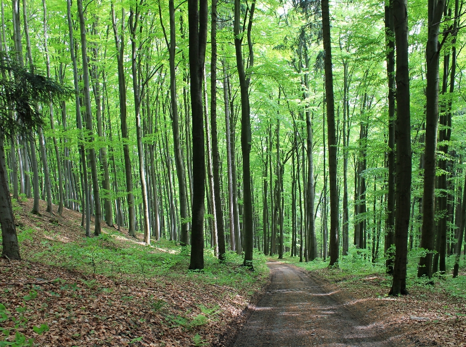 Ağaç doğa orman yol