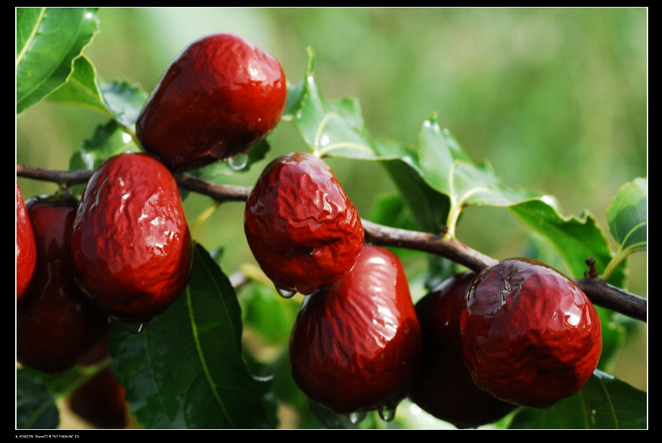 Pianta frutta bacca fiore