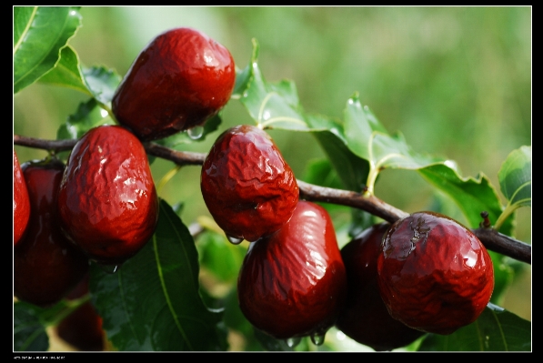 Photo Usine fruit baie fleur