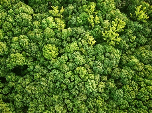 Foto Paesaggio albero natura foresta