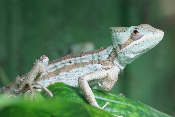 Foto Animali selvatici rettile scala iguana