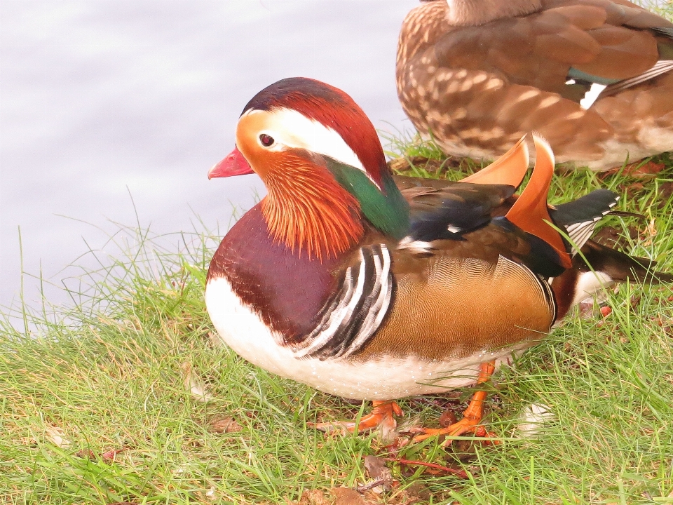 água pássaro lago animal