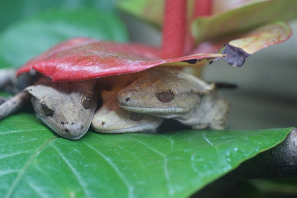 葉 花 野生動物 虫 写真