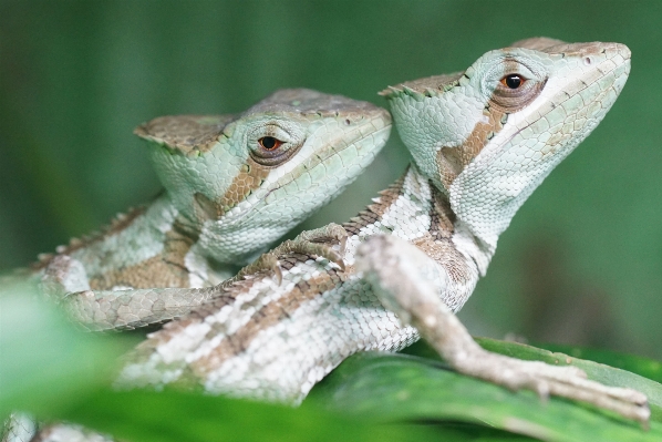 Foto Margasatwa hijau reptil skala