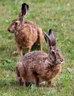 Foto Natura erba prato
 prateria
