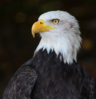 自然 鳥 羽 動物 写真