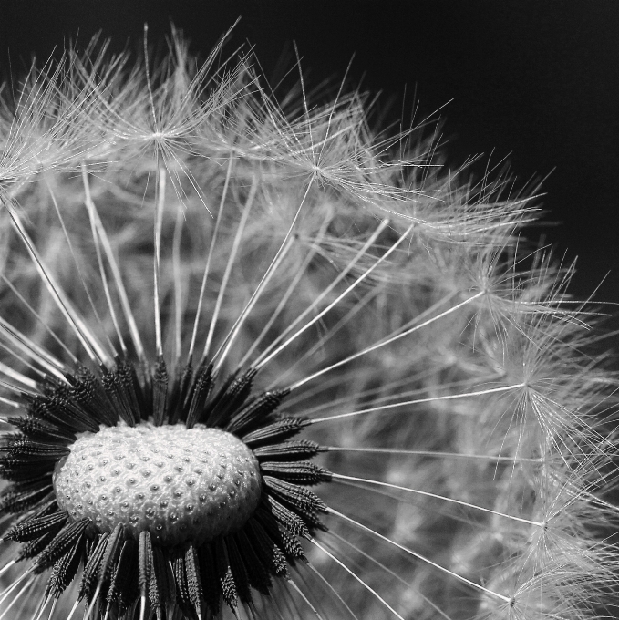 Schwarz und weiß
 anlage fotografie wiese
