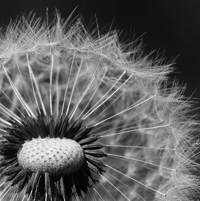 Foto Preto e branco
 plantar fotografia prado
