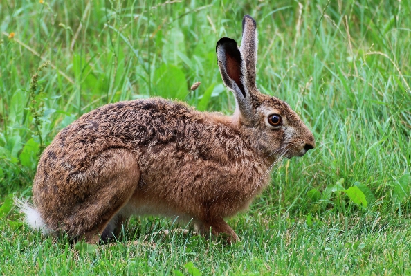 Foto Natura erba prato
 prateria
