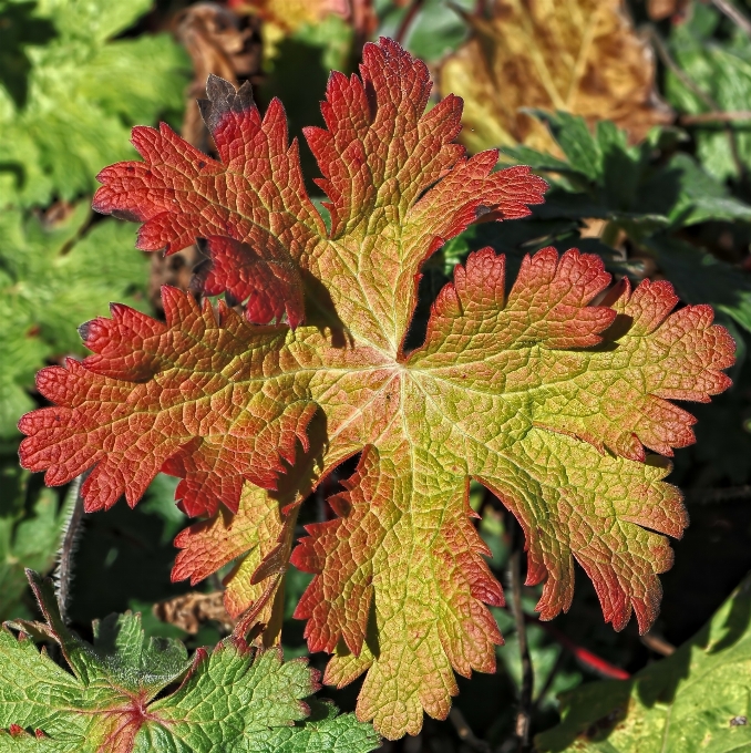 Tree plant leaf flower