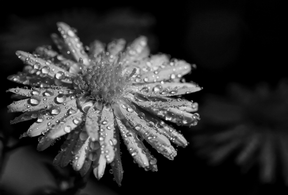 Nature bifurquer neige rosée