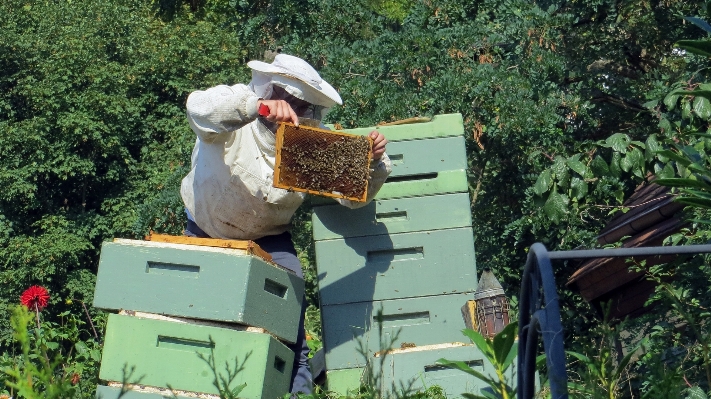 Nature honey insect agriculture Photo