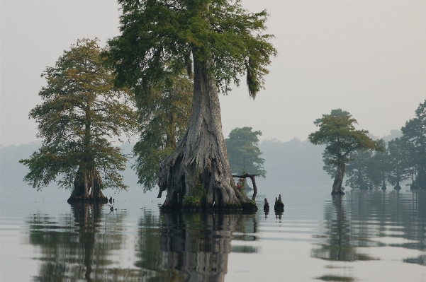 Landscape tree water nature Photo