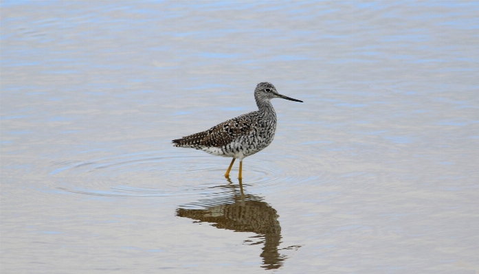 Beach water nature bird Photo