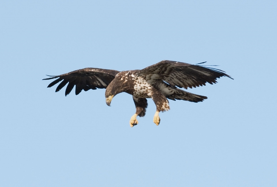 Nature bird wing sky