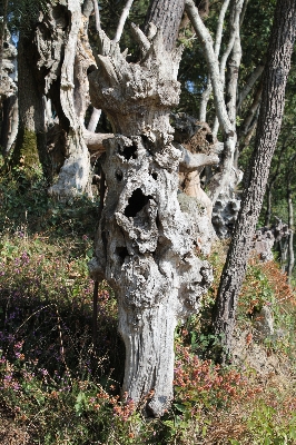 Tree nature forest branch Photo