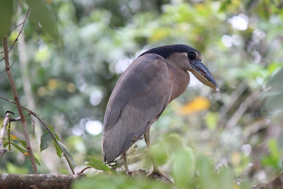 Natur vogel tierwelt dschungel