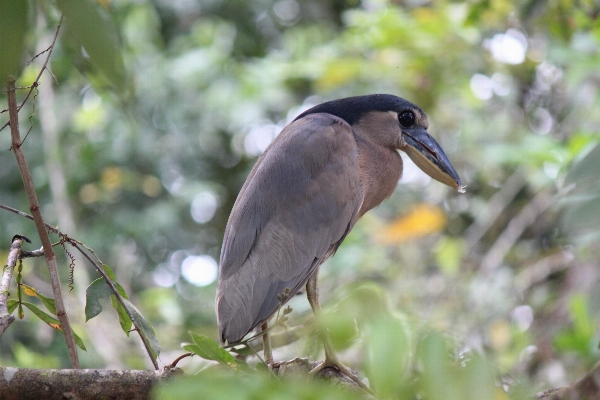 Nature bird wildlife jungle Photo