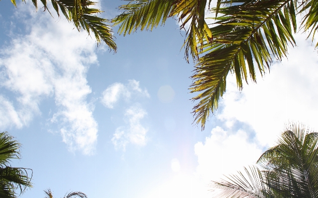 Landscape coast tree nature Photo