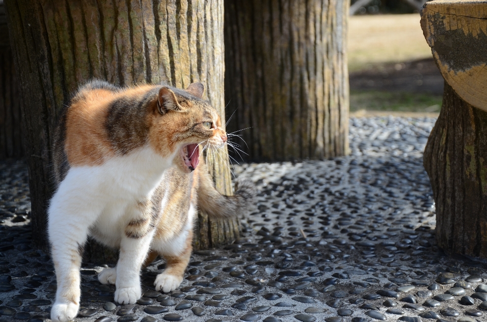 Zoo katze säugetier fauna