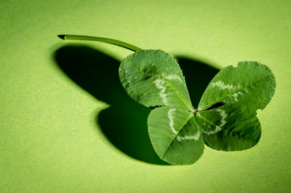 Foto Césped planta fotografía hoja