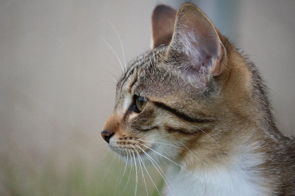 Gattino gatto mammifero fauna