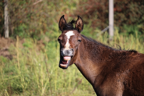 Wildlife pasture grazing horse Photo