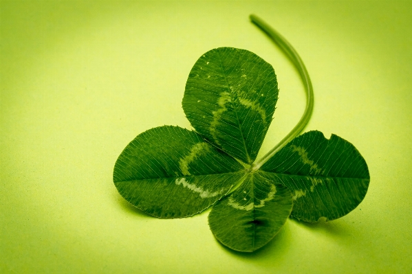 Plant leaf flower petal Photo