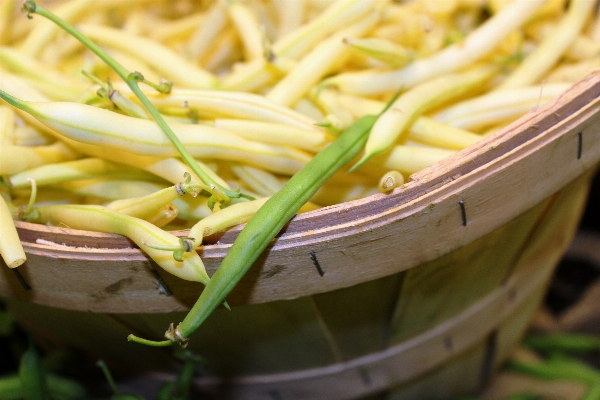 Plant flower dish food Photo