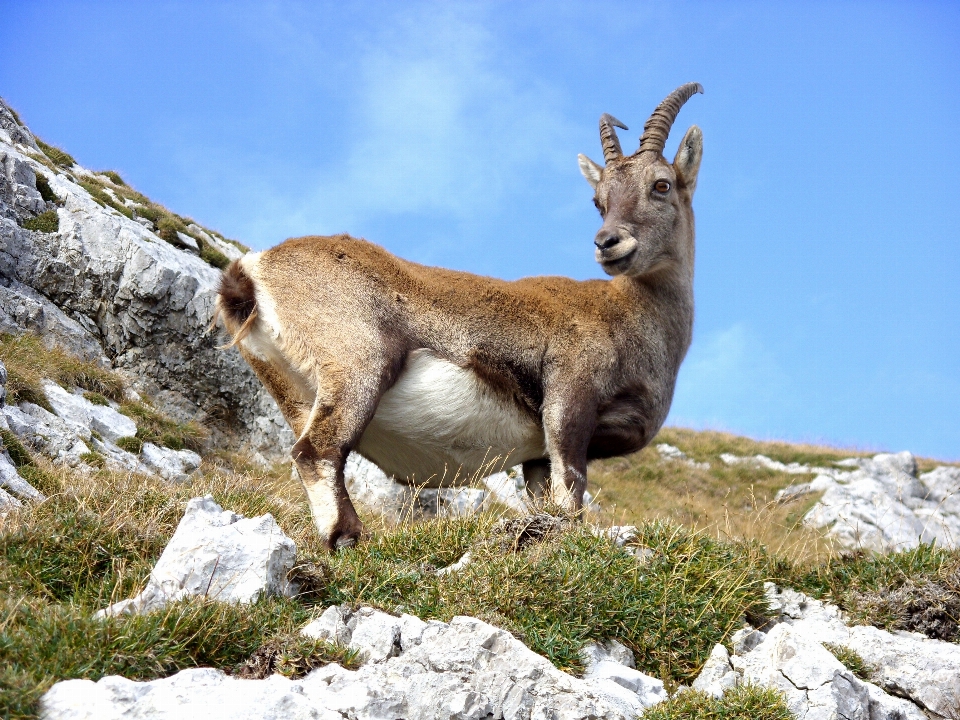 Natur berg tier tierwelt