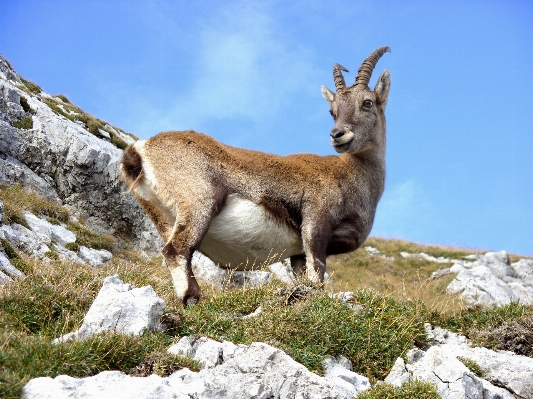 Nature mountain animal wildlife Photo