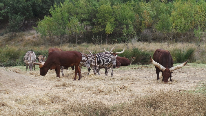 Meadow prairie adventure wildlife Photo