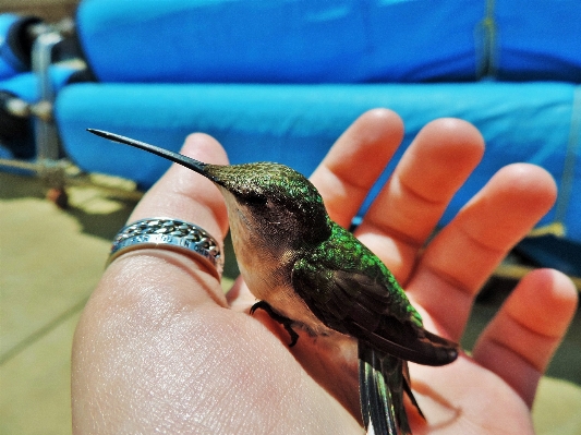 Foto Alam bayangan hitam burung sayap