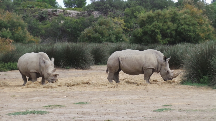 Adventure wildlife zoo herd Photo